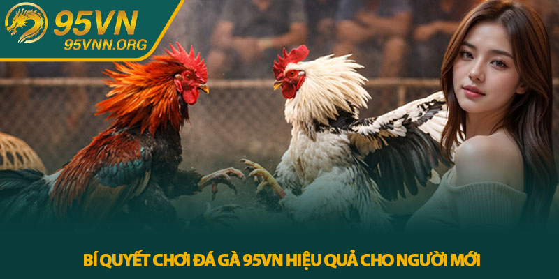 Bí quyết chơi đá gà 95VN hiệu quả cho người mới
