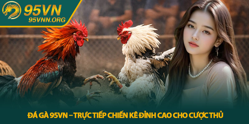 Đá gà 95VN – Trực tiếp chiến kê đỉnh cao cho cược thủ