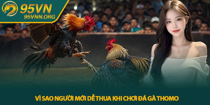 Vì Sao Người Mới Dễ Thua Khi Chơi Đá Gà Thomo